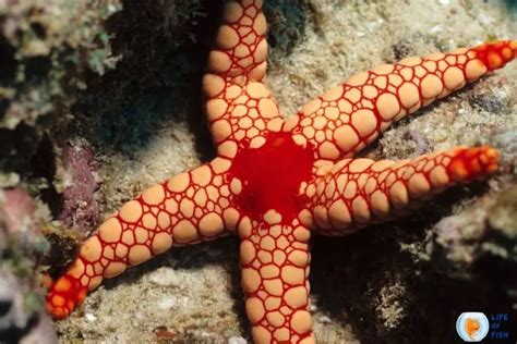 how do brittle starfish reproduce.